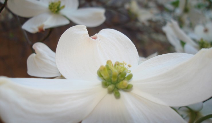 Chapter Three: A New Thing