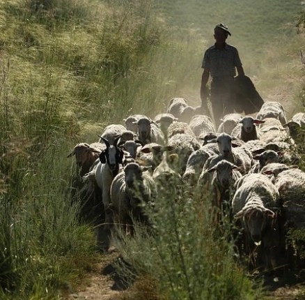 Psalm 23: Self-Willed Sheep