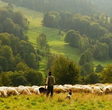 Psalm 23: Calm&nbsp;Sheep