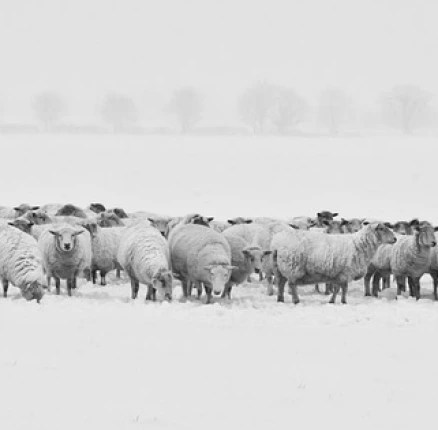 Psalm 23: Fearful&nbsp;Sheep